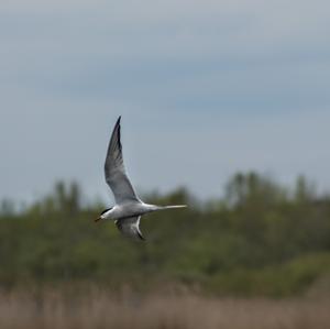 Common Tern