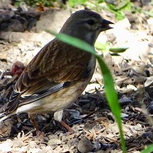 Eurasian Linnet