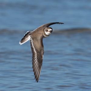 Common Ringed Plover