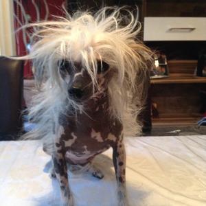 Chinese Crested Dog