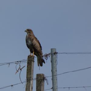 Mäusebussard