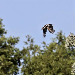 Great Spotted Woodpecker