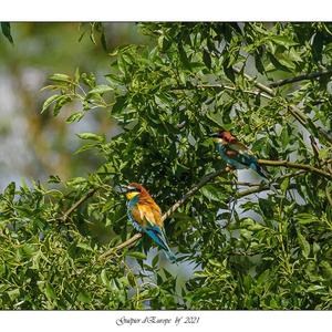 European Bee-eater