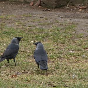 Eurasian Jackdaw