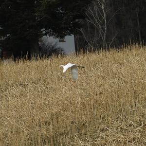 Great Egret