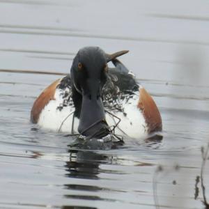 Northern Shoveler