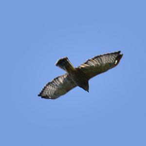 Broad-winged Hawk