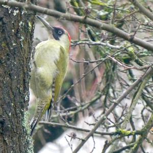 Eurasian Green Woodpecker