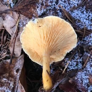 False Chanterelle