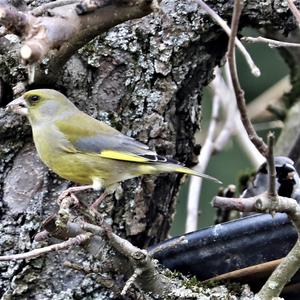 European Greenfinch