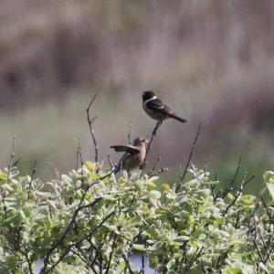 European stonechat