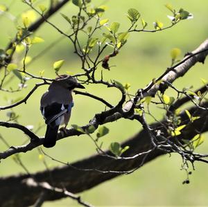 Eurasian Jay