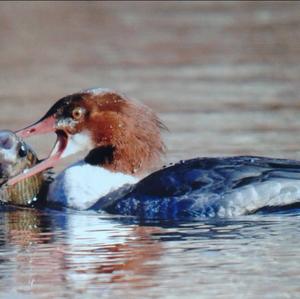 Common Merganser