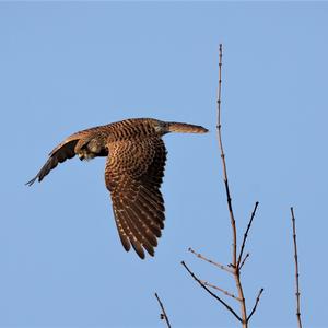 Common Kestrel