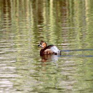 Little Grebe