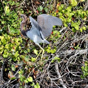 Tricoloured Heron