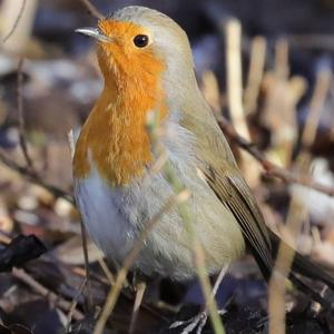 European Robin