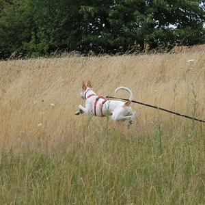 Ibizan Hound