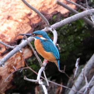 Common Kingfisher