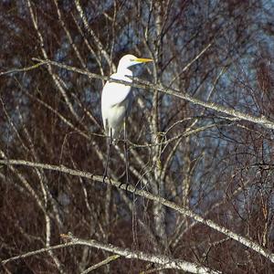 Great Egret