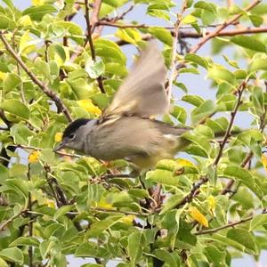 Blackcap