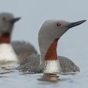 Red-throated Loon