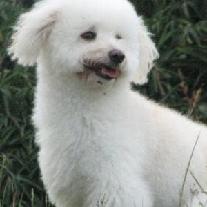 Unknown Breed