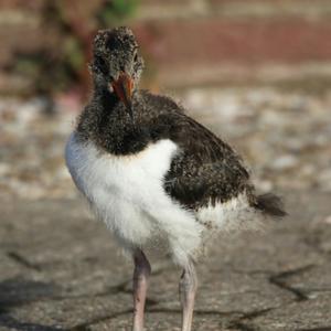 Eurasian Oystercatcher