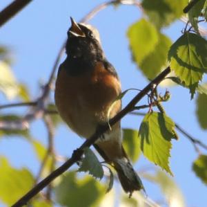 Common Redstart