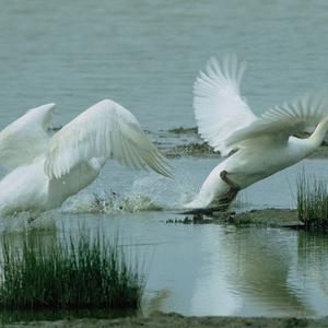 Mute Swan