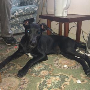 Unknown Breed