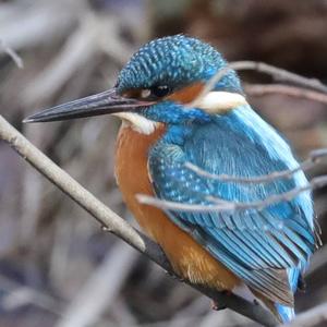 Common Kingfisher