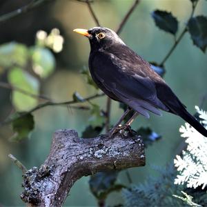 Eurasian Blackbird