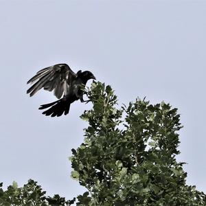 Carrion Crow