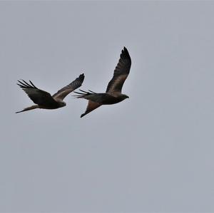 Red Kite