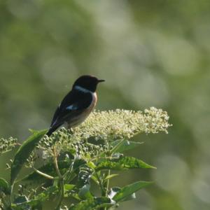 European stonechat