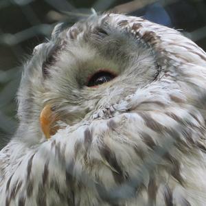 Ural Owl