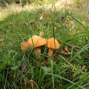 Golden False Pholiota