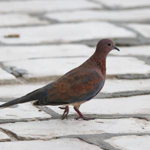 Laughing Dove