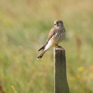 Common Kestrel