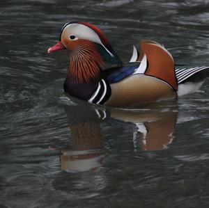 Mandarin Duck