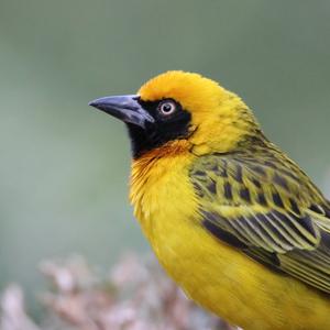 Vitelline Masked-weaver