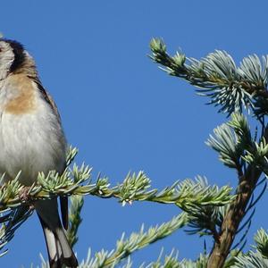 European Goldfinch