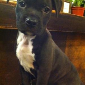 American Pit Bull Terrier