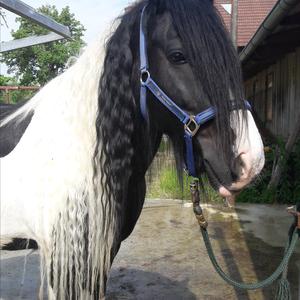 Gypsy Vanner Horse