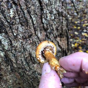 Golden Pholiota