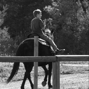 Morgan Horse