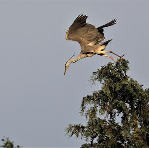 Grey Heron