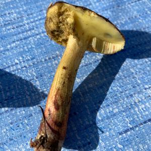 Dotted-stem Bolete