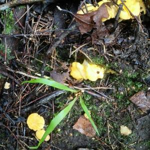 Chanterelle, Common